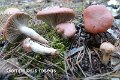 Gomphidius roseus-amf846
